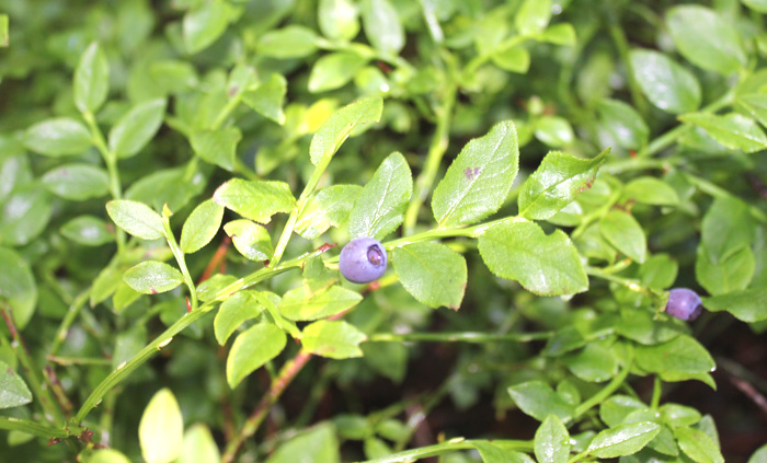 blueberry closup